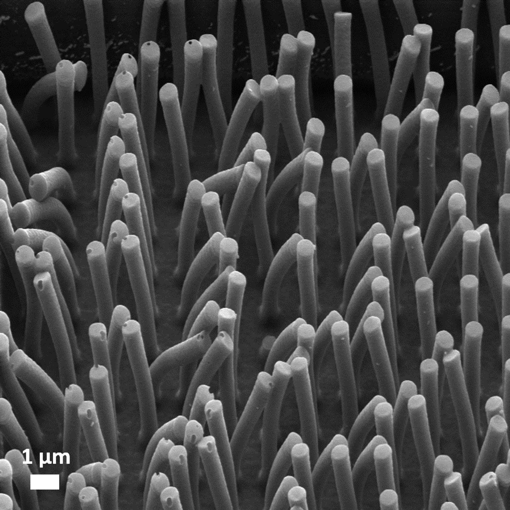 Microscopy image of the month