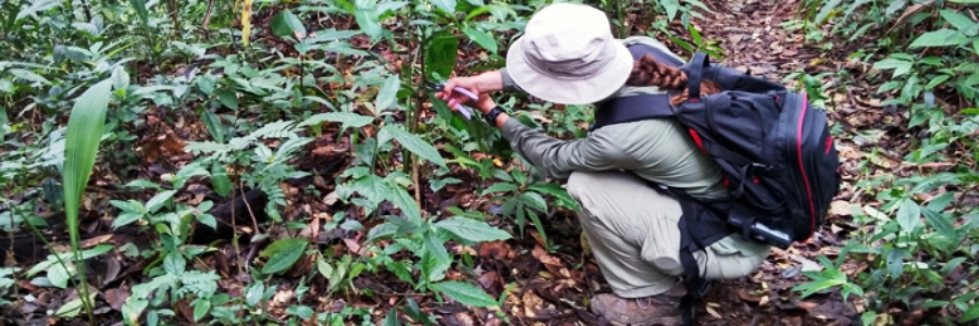 Botany, Trinity College Dublin student fieldtrip, Thailand.