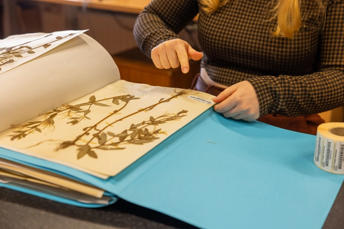 People going through open folder of dried plan specimens