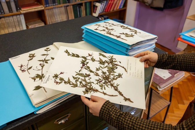  Working with specimens in Trinity College Dublin Herbarium.