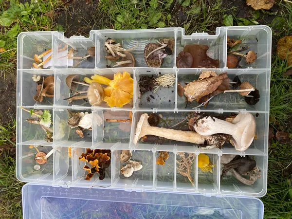 Clear plastic box of assorted  mushroom specimens
