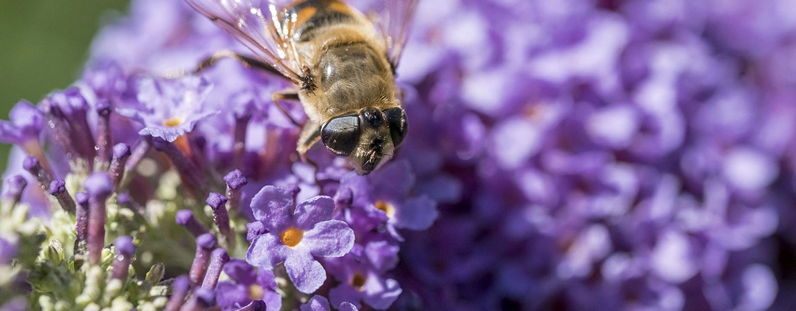 Purple flowers and bee