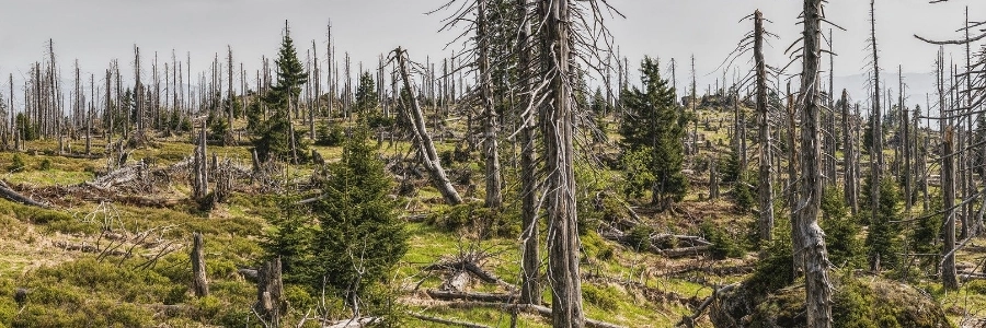 Ecosystem and forest restoration