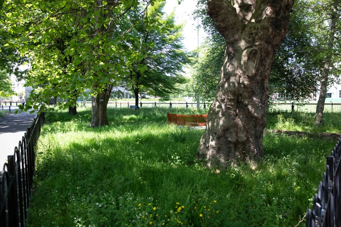 Wildflowers in Trinity College Dublin