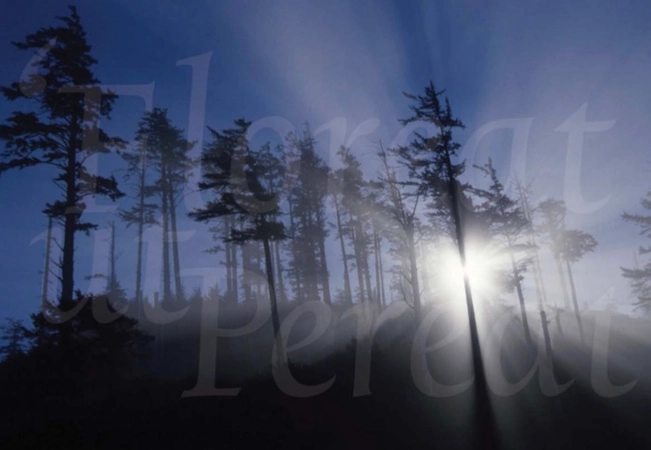 ISE light through the trees