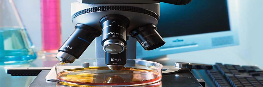 Sample review under microscope