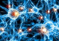 2D image of neurons