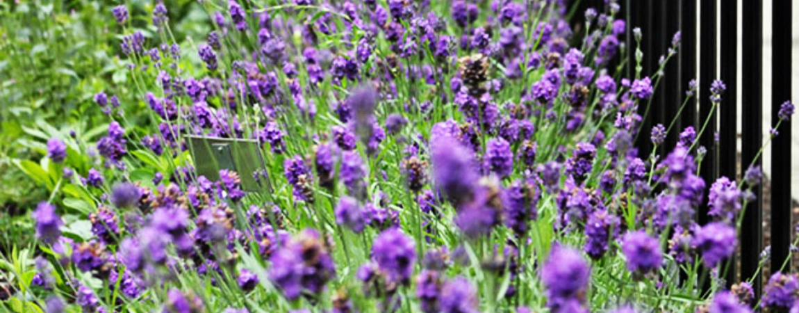 Lavender growing on Trinity College Dublin campus