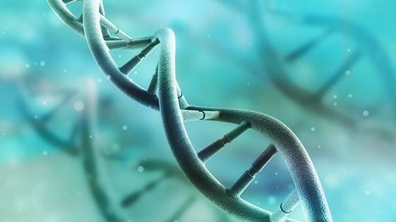 genetics dna diagram