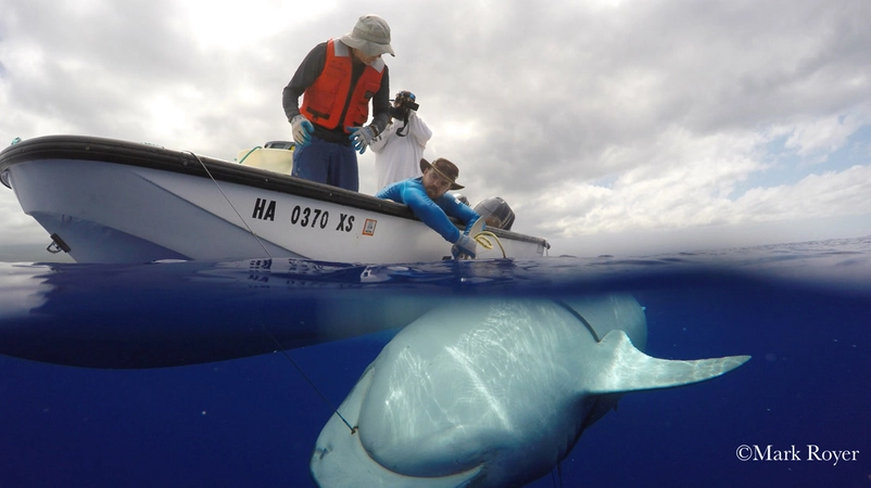 Mark Royer photo of shark