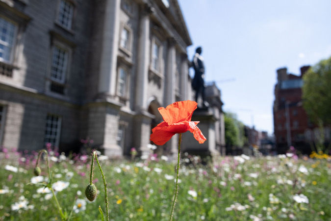 wildflower front gate TCD