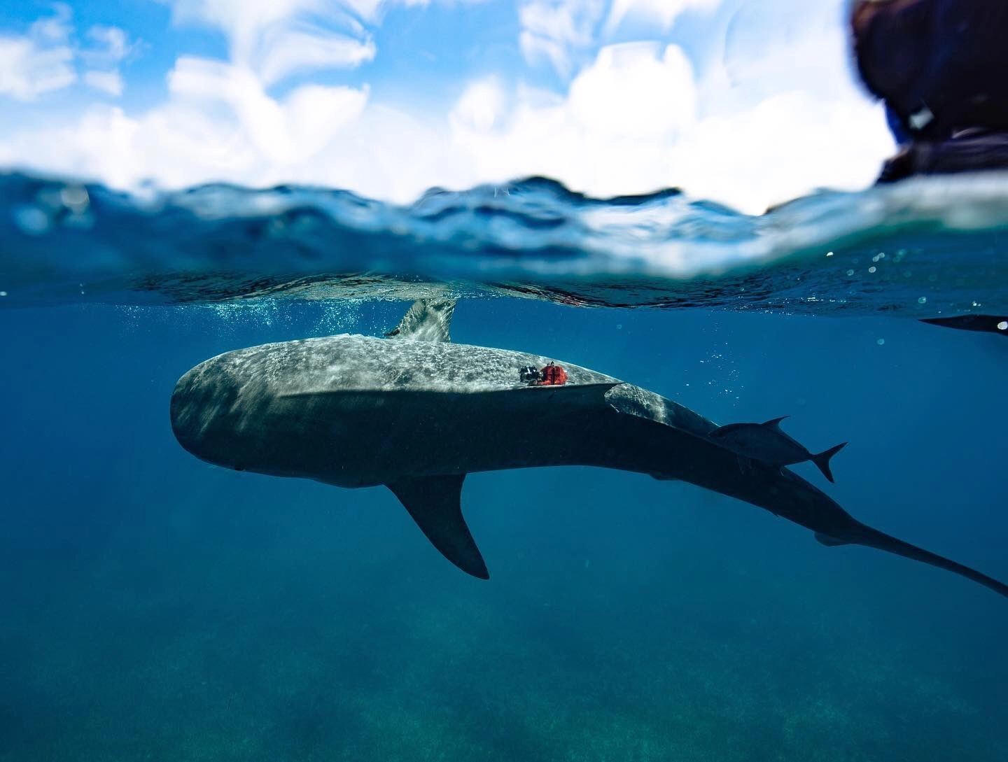 Basking Shark side view