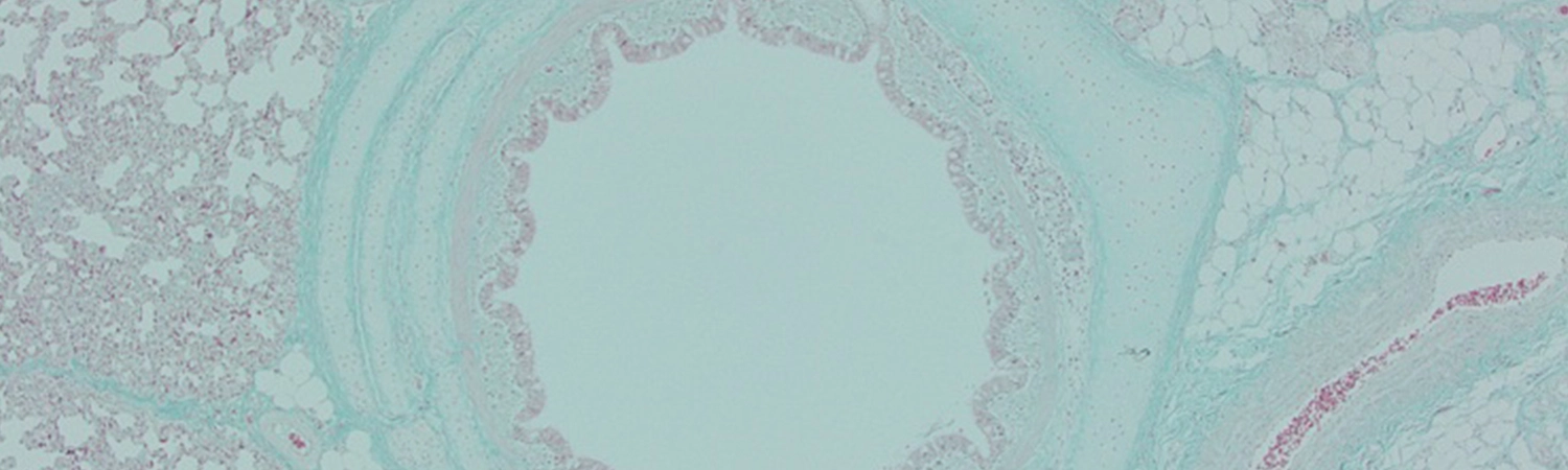 Microscopic view of swine lung