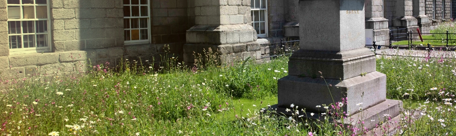 The natural green space in front of Trinity College Dublin