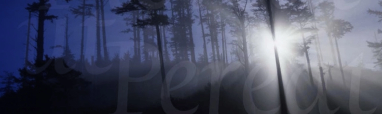 Image of light shining through trees