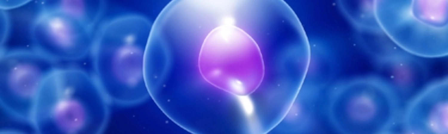 An zoomed in image of cells