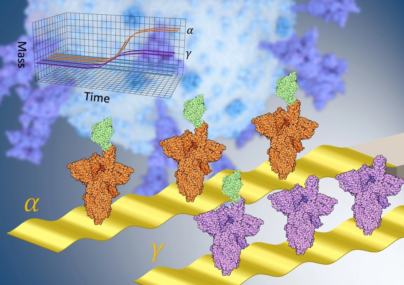 Quantitative nanomechanical SARS CoV-2 variants assay
