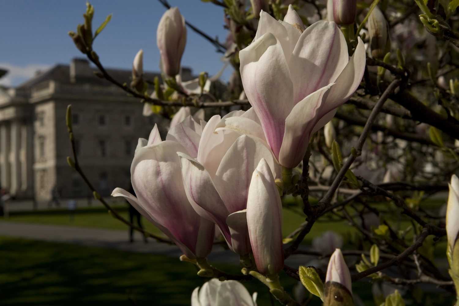 View of Campus through Magnolia Tree