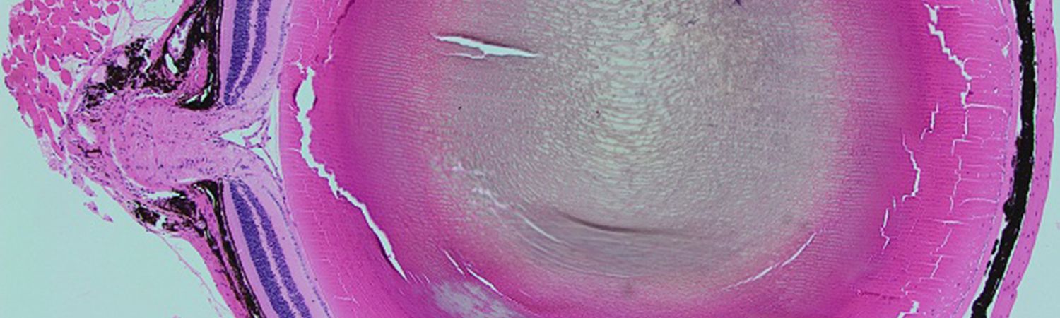 Mouse eye under a microscope