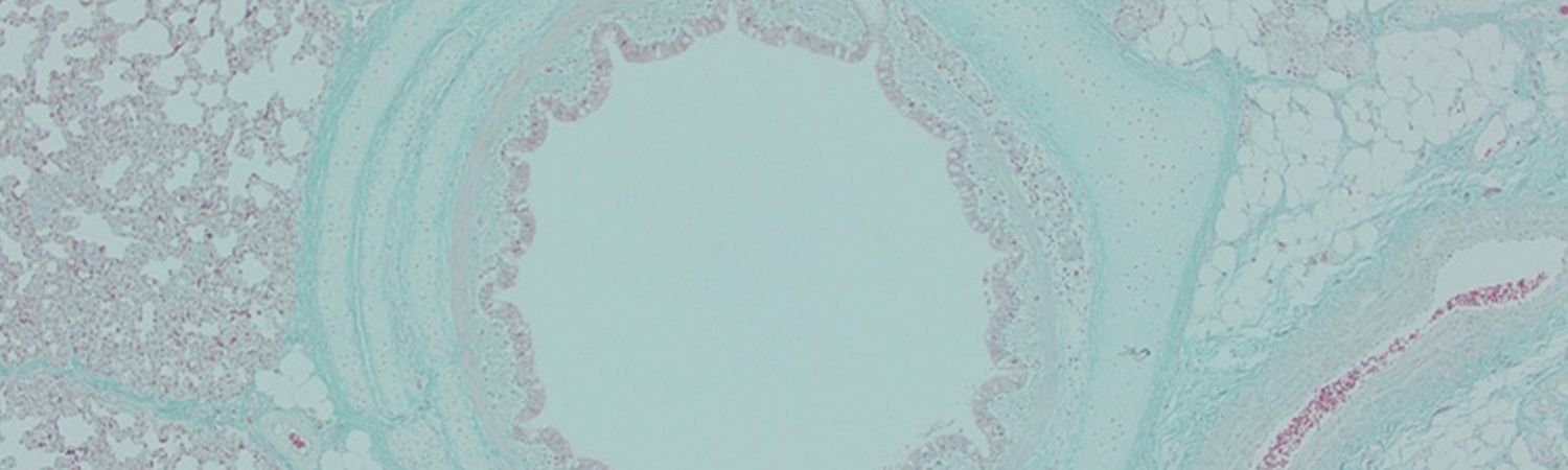 Microscopic view of swine lung