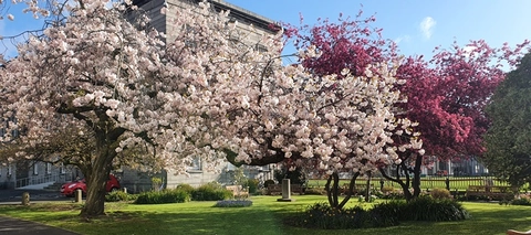 Trinity Tree of the Month &ndash; Japanese Cherry