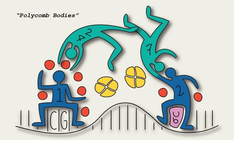 A cellular identity discovery with the potential to impact cancer treatments
