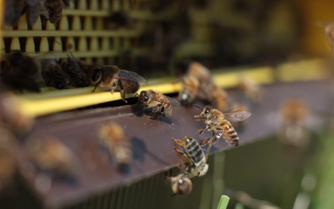 Bees&rsquo; pesticide risk is species and landscape-dependent