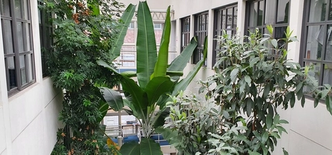 Trinity Tree of the Month &ndash; the Banana tree