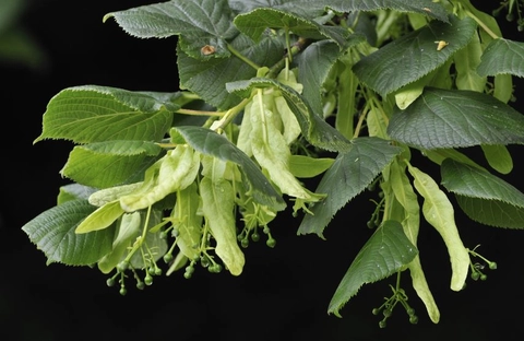 Trinity tree of the month - the Common Lime  