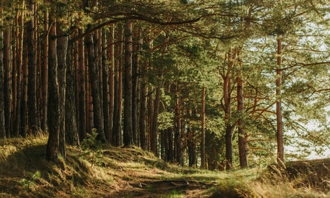 360-million-year-old Irish fossil provides oldest evidence of plant self-defence in wood
