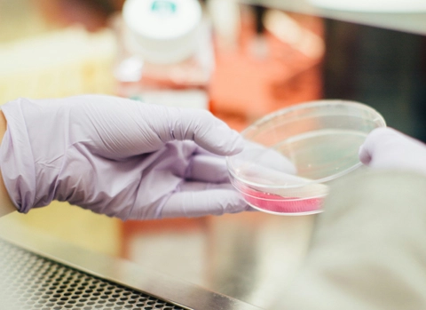 Scientists develop colour-changing dyes that light up cellular activity