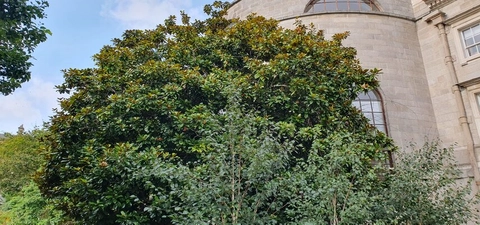 Trinity's trees - featuring the Southern Magnolia