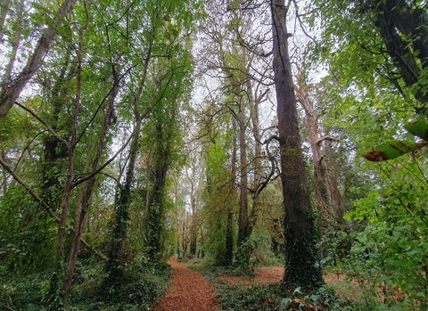 Trees of the month &ndash; Santry Sports Grounds