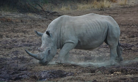 Cryo conservation &ndash; a cool solution to saving species from extinction