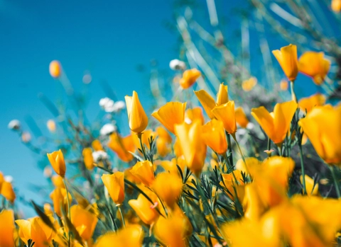 What makes some plant groups so successful?
