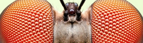 Insect Week 2026: Stand Tall for the Small 