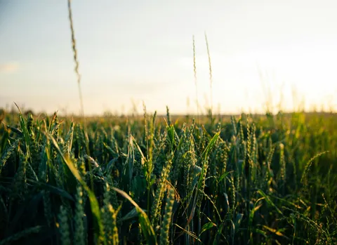 Secret, undeclared pesticide ingredients may pose a risk to people, pollinators and the environment 
