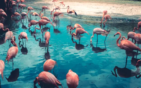 Size matters! Flock numbers and new faces are important in boosting flamingo populations