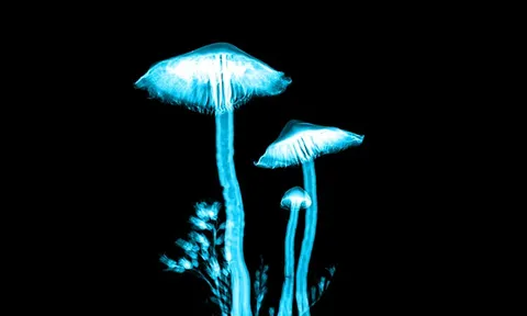 Promising results from psilocybin therapy trial for treatment-resistant depression