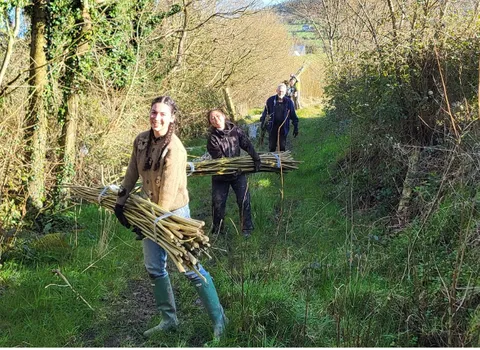 Researchers use willow trees to revolutionise wastewater treatment in rural Ireland