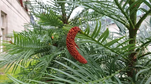 Tree of the month - Wollemi Pine 