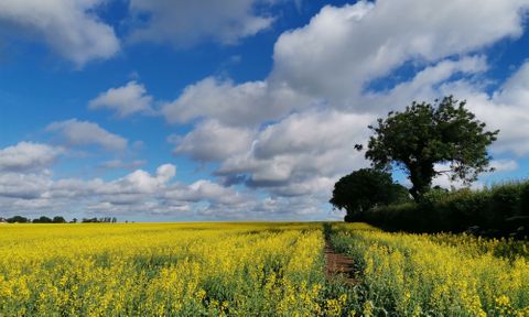 Pesticides detected in pollen and nectar may pose a long-term hazard for pollinators