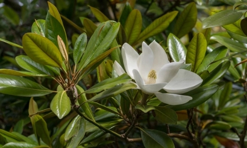 Image of a white flower on a green plant.