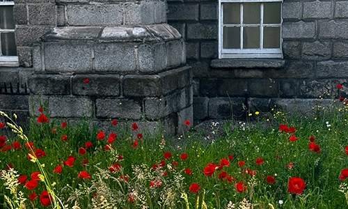 Red wild flowers at the front entrance of TCD