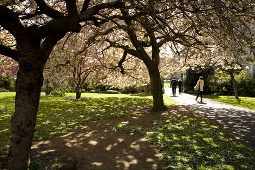 Blossom trees in bloom in the Trinity campus rose garden