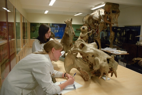 A group of students looking at animal fossils in the Zoology Museum, Trinity College Dublin