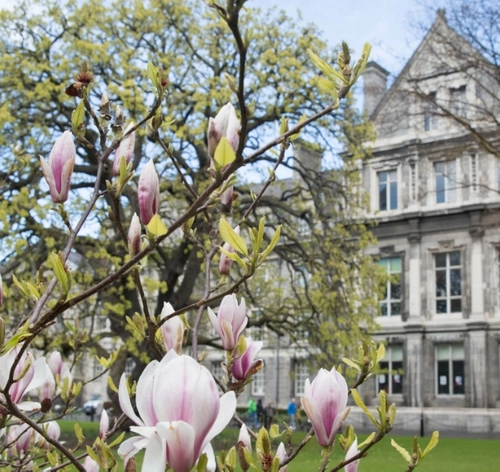 Graduate Memorial Building with cherry blossom trees in the foreground