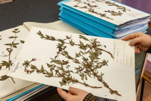 Herbarium