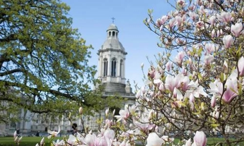 Cherry blossoms at Trinity