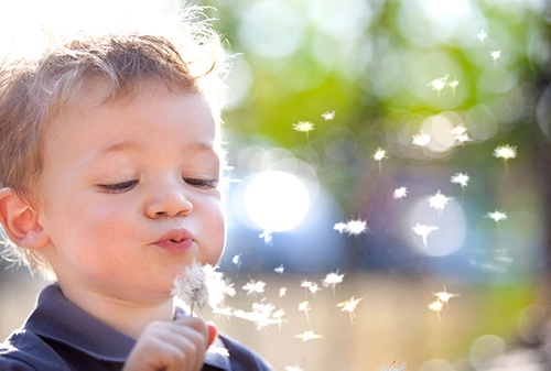 boy and dandelion puffs